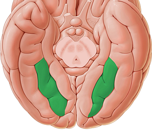 Medial occipitotemporal gyrus (#4189)