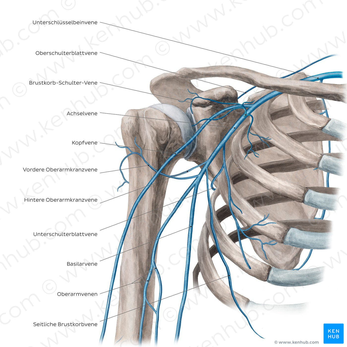 Veins of the arm and the shoulder - Anterior view (German)