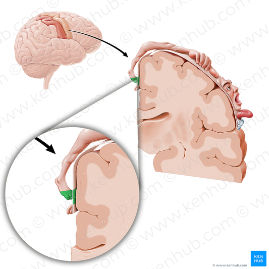 Motor cortex of toes (#11087)