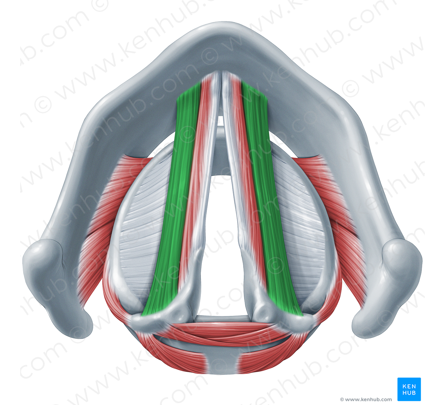 Thyroarytenoid muscle (#18326)