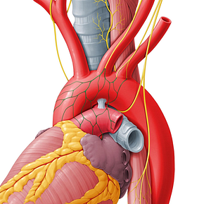 Cardiac plexus (#7962)