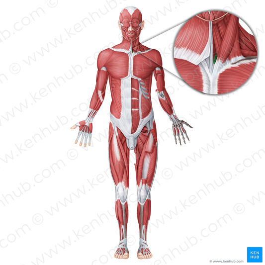 Sternothyroid muscle (#18753)