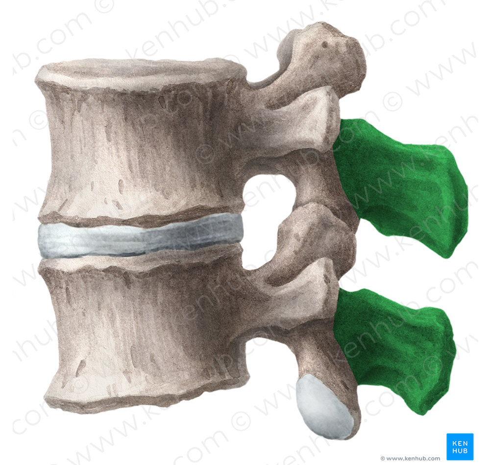 Spinous process of vertebra (#8285)