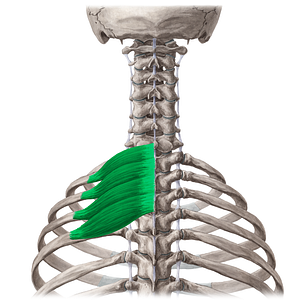 Serratus posterior superior muscle (#5960)