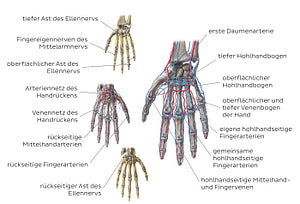 Neurovasculature of the hand (German)