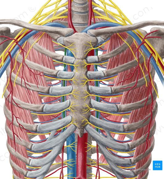 Internal thoracic artery (#1913)