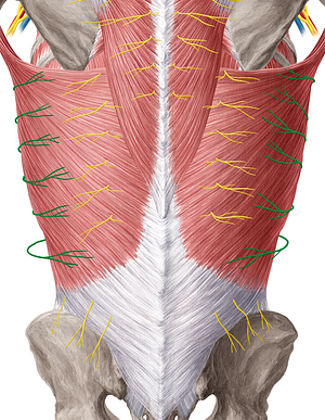 Lateral cutaneous branch of intercostal nerve (#8486)