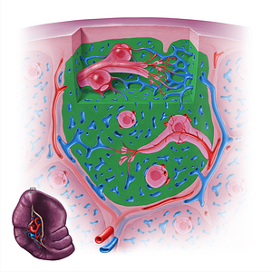 Splenic cords (#18140)