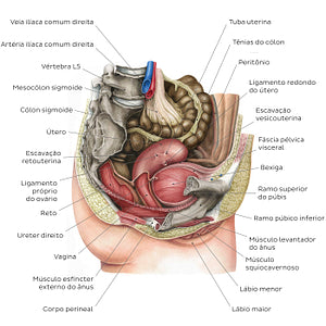 Female pelvic viscera and perineum (Portuguese)