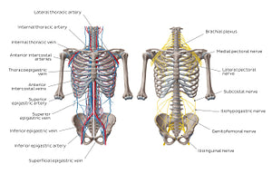 Nerves and vessels of the anterior thoracic wall (English)