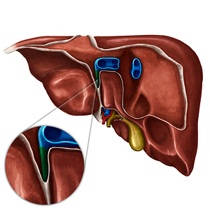 Ligamentum venosum of liver (#4677)