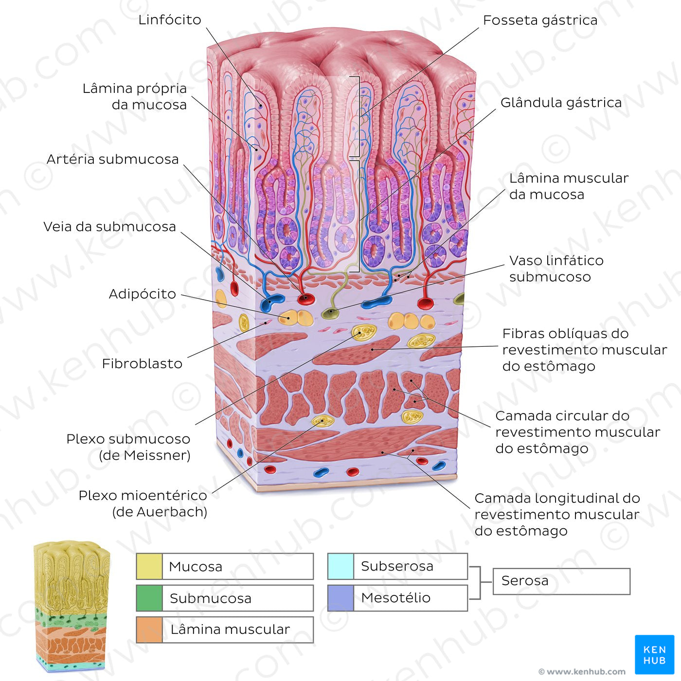 Stomach wall  (Portuguese)