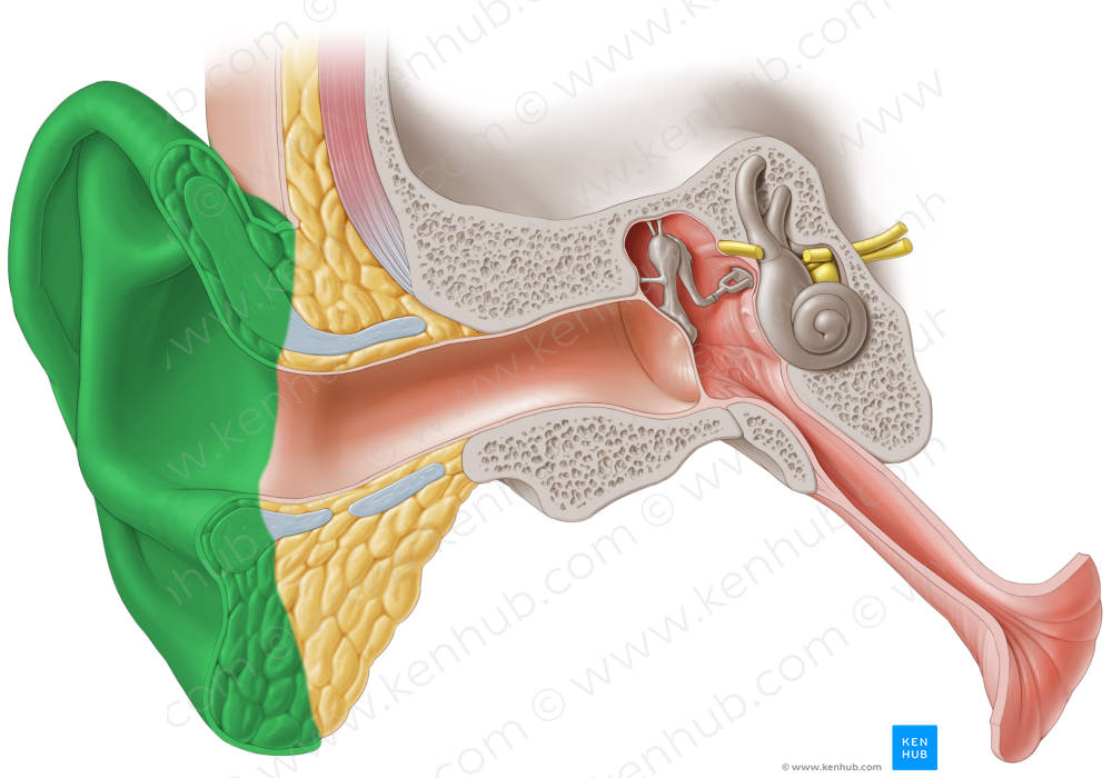 Auricle of ear (#2120)