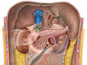 Proper hepatic artery (#1342)