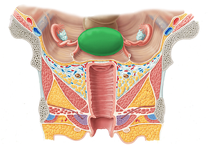 Fundus of uterus (#3930)