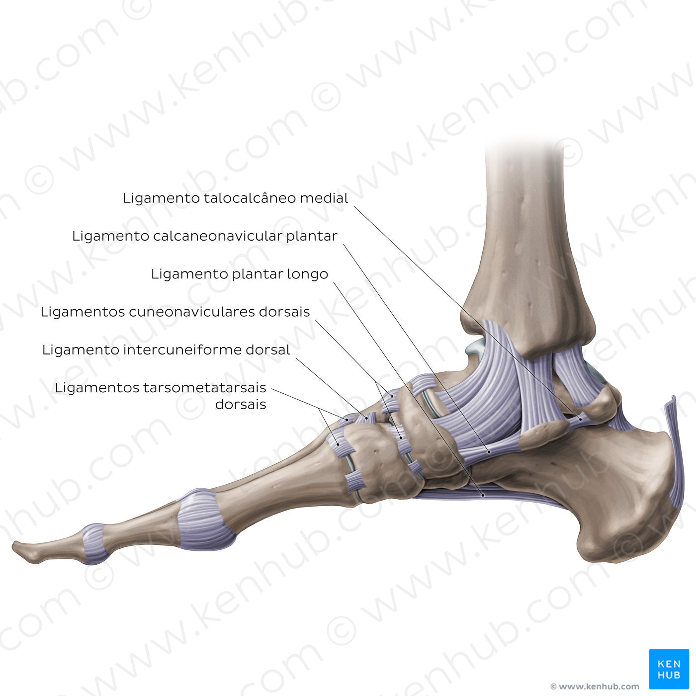 Ligaments of the foot (medial view) (Portuguese)