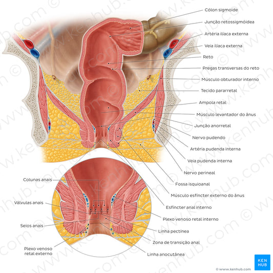 Rectum and anal canal (Portuguese)