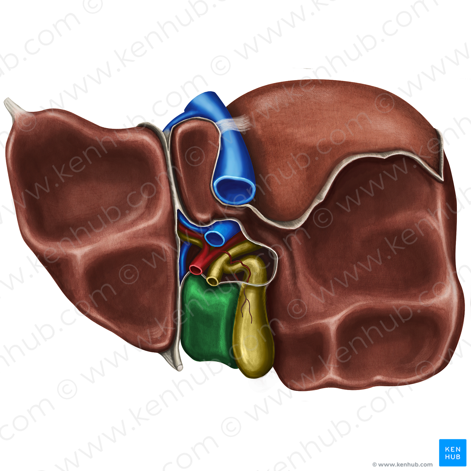 Quadrate lobe of liver (#4857)