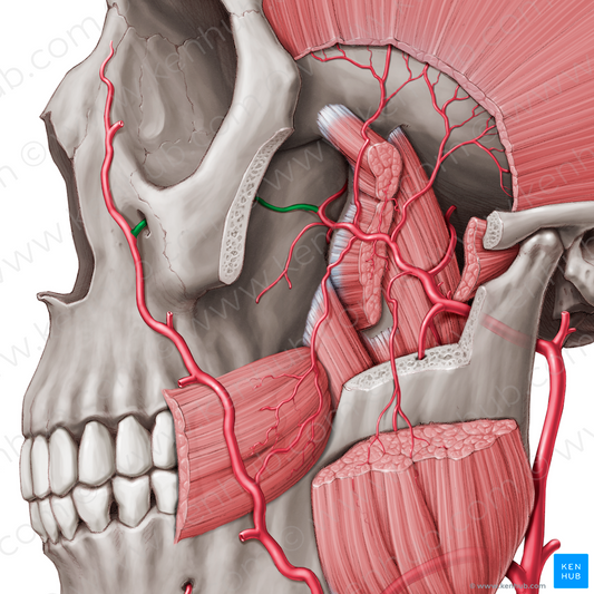 Infraorbital artery (#1450)
