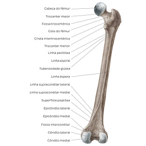 Femur (posterior view) (Portuguese)