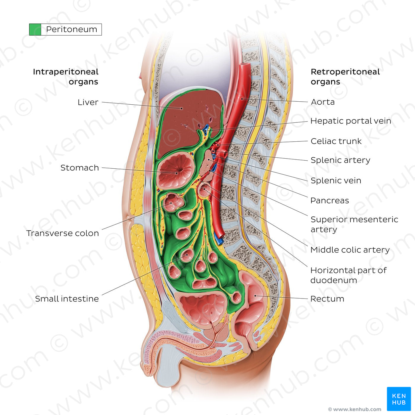 Peritoneal relations (English)