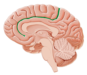 Cingulate sulcus (#9247)