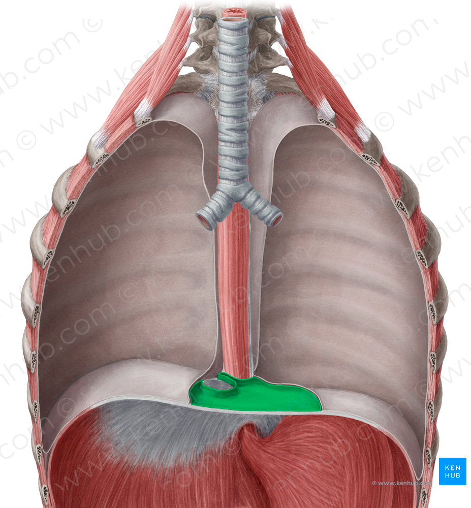 Pericardium (#7852)