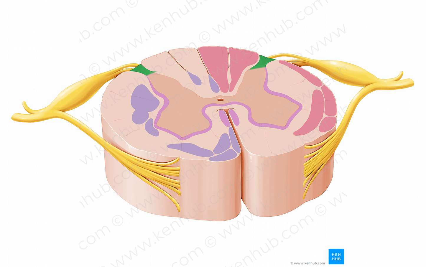 Posterolateral tract (#12032)