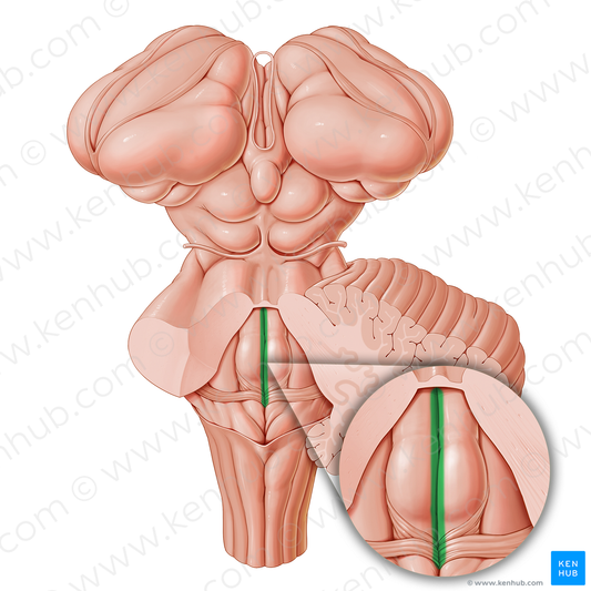 Median sulcus of rhomboid fossa (#21211)