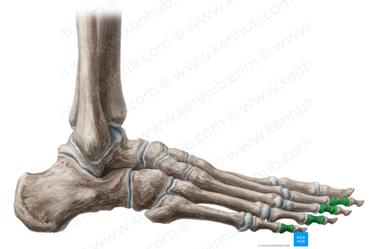 Middle phalanges of foot (#7893)