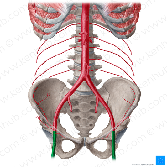 Femoral artery (#1251)