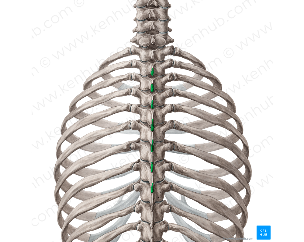 Spinous processes of vertebrae T2-T8 (#8275)