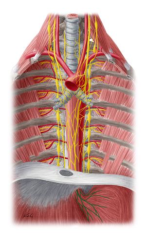 Anterior gastric plexus (#7989)