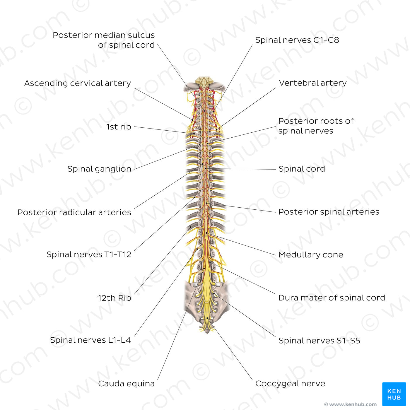 Structure of the spinal cord (English)