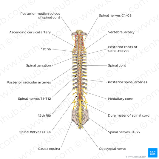 Structure of the spinal cord (English)