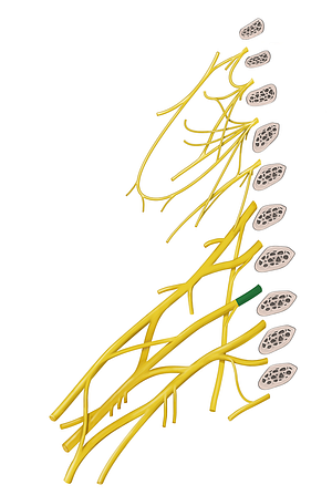 Spinal nerve C7 (#6748)