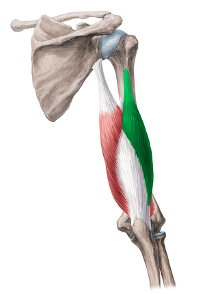 Lateral head of triceps brachii muscle (#2400)