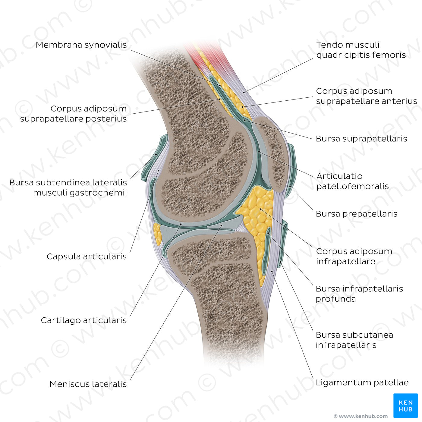 Knee joint - sagittal (Latin)