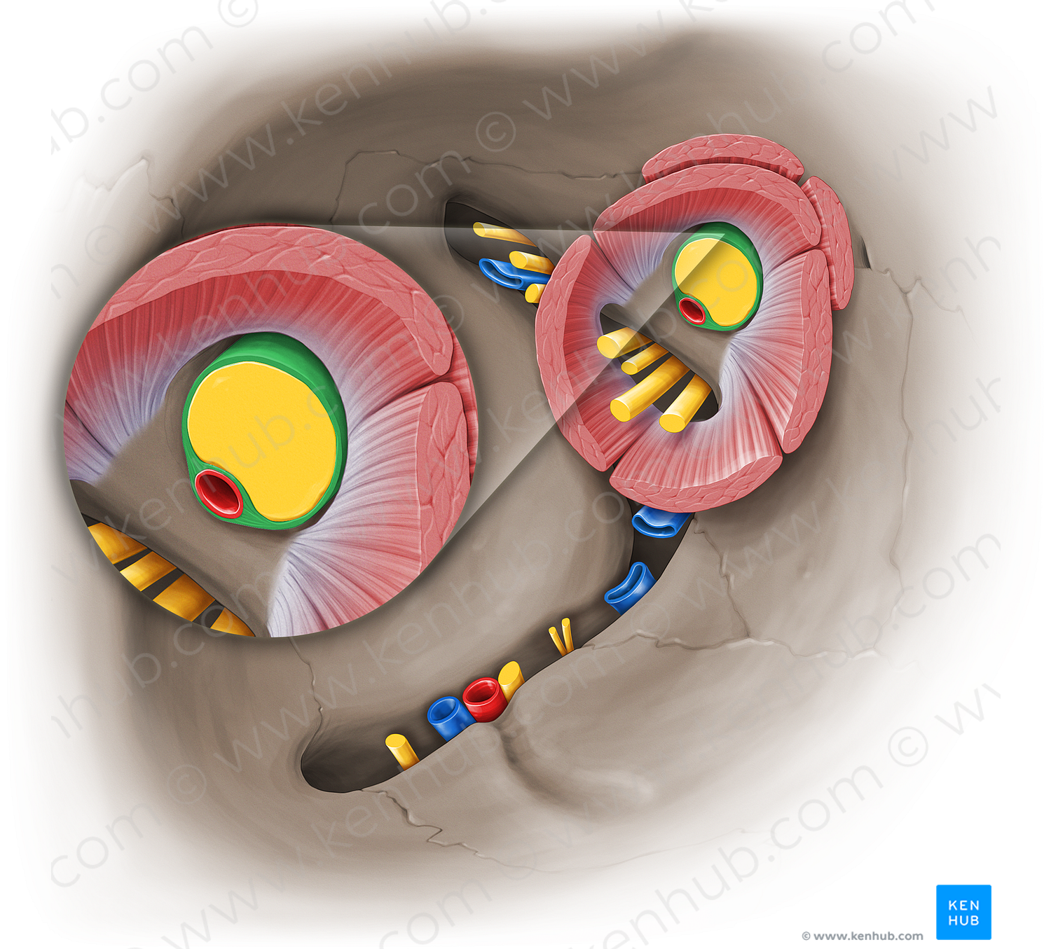 Sheath of optic nerve (#19007)