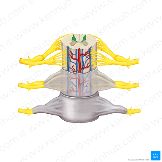 Posterior horn of spinal cord (#2867)