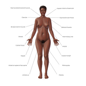 Female body surface anatomy - Anterior (English)