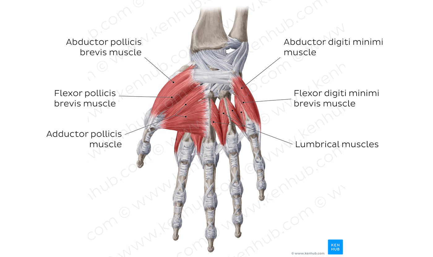 Muscles of the hand: main muscles (English)