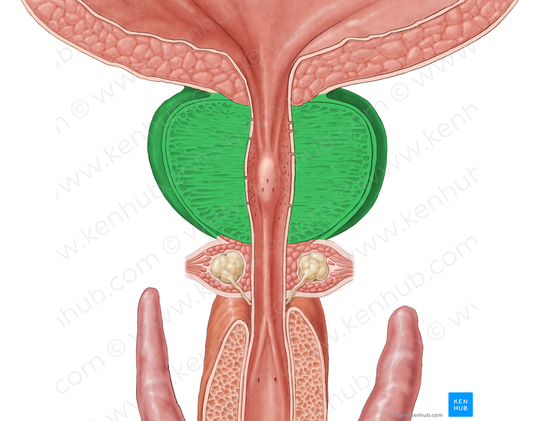 Prostate (#8377)