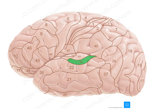 Brodmann area 42 (#18055)