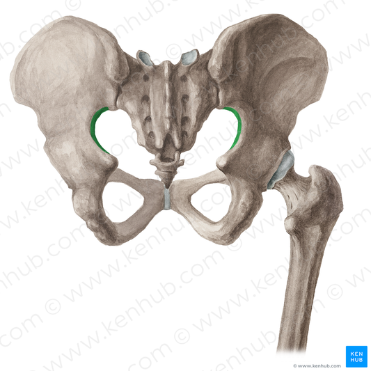 Greater sciatic notch of hip bone (#16071)