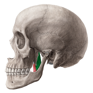 Deep head of medial pterygoid muscle (#7764)