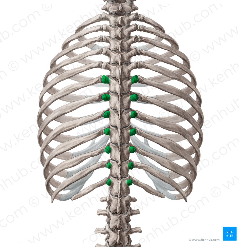 Transverse processes of vertebrae T6-T12 (#8341)