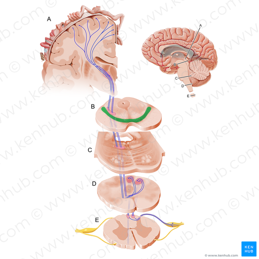 Substantia nigra (#12101)