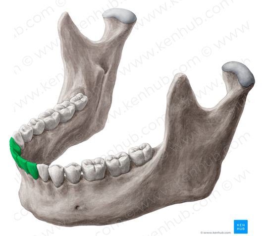 Incisor teeth (#3197)