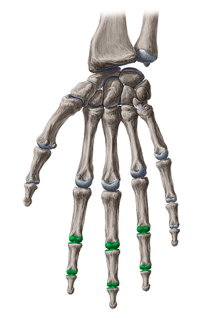 Interphalangeal joints of 2nd-4th fingers (#2044)
